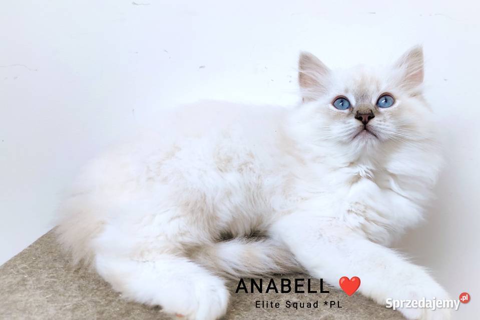 Kotka hodowlana ragdoll FPL FIFE Lublin