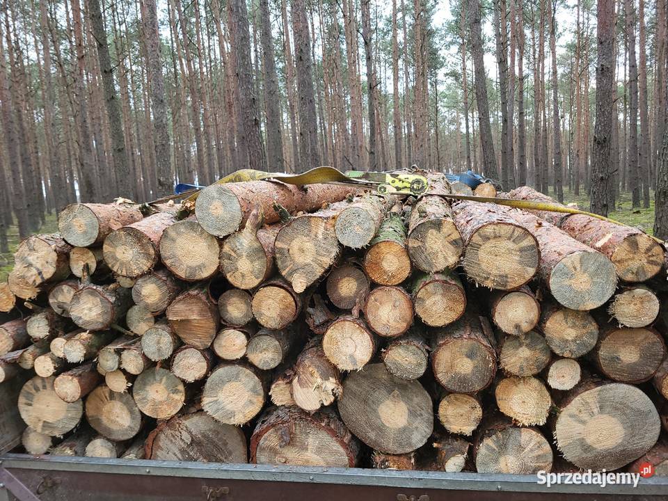 SUCHE drewno opalowe kominkowe sosna wielkopolskie Zagórów sprzedam