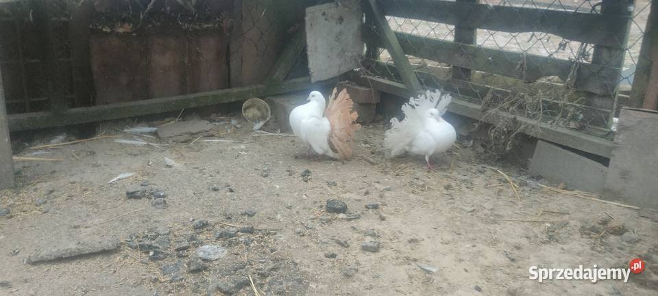 Pawiki samce lubelskie