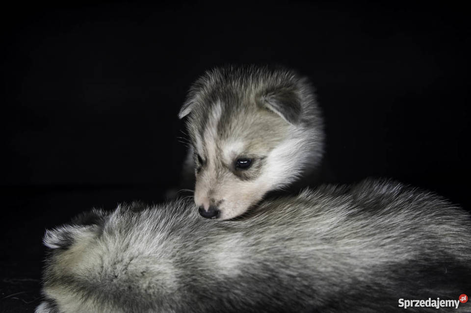 Siberian Husky ZKwP FCI Husky z rodowodem Husky Racławice sprzedam