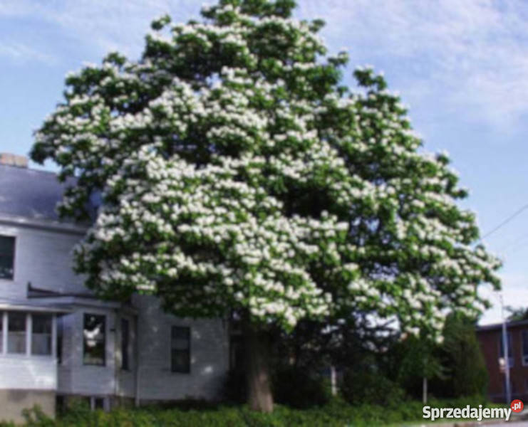SURMIA WIELOKWIATOWA Katalpa sadzonki PROMOCJA Ustronie