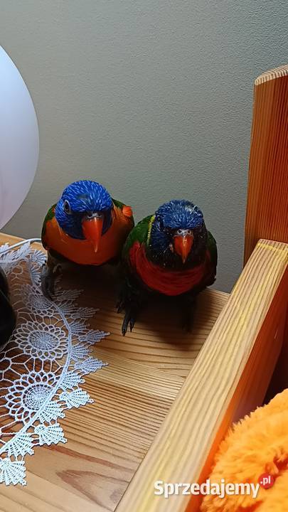 Zamienię lorysy Rożnów