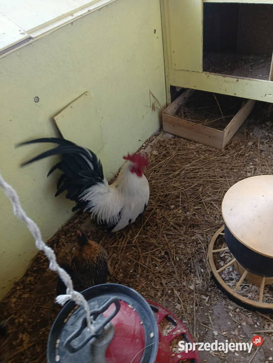 Kury schabo Pabianice