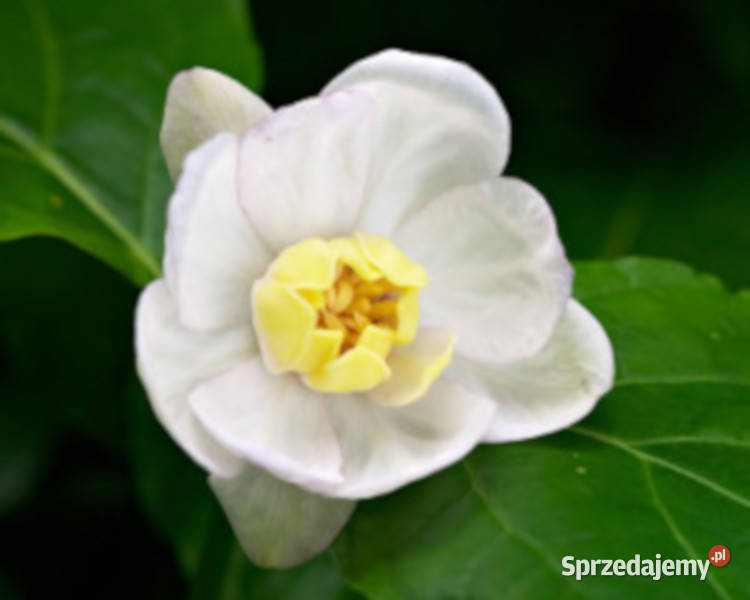 KIELICHOWIEC CHIŃSKI Sinocalycanthus sadzonki w Ustronie