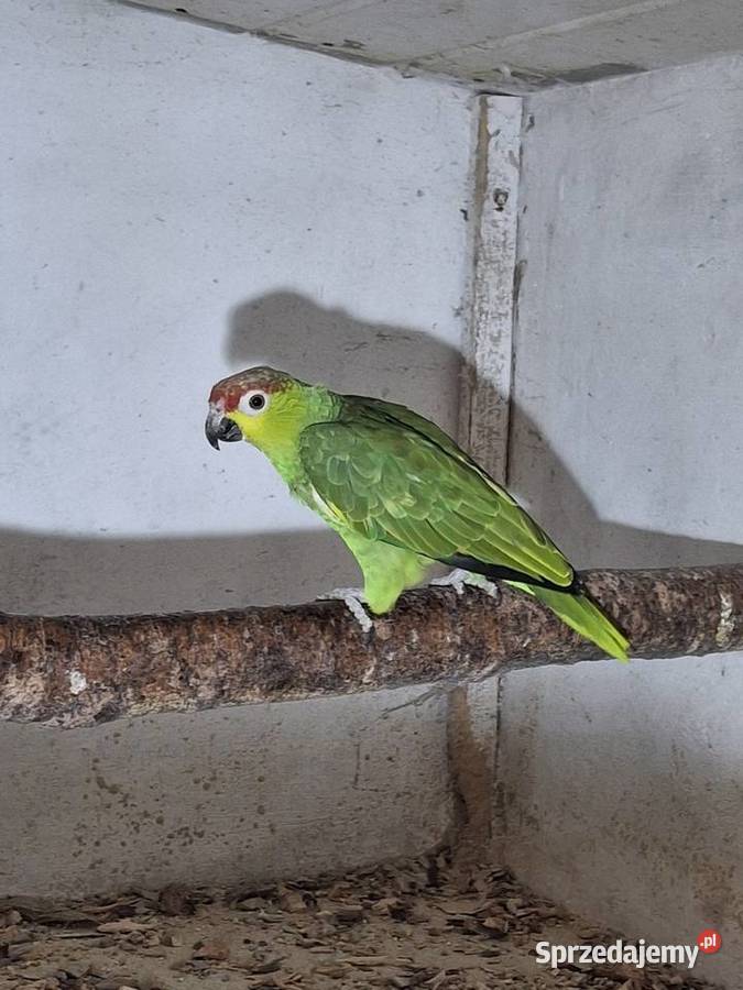 Sprzedam amazonkę ekwadorska śląskie Wodzisław Śląski