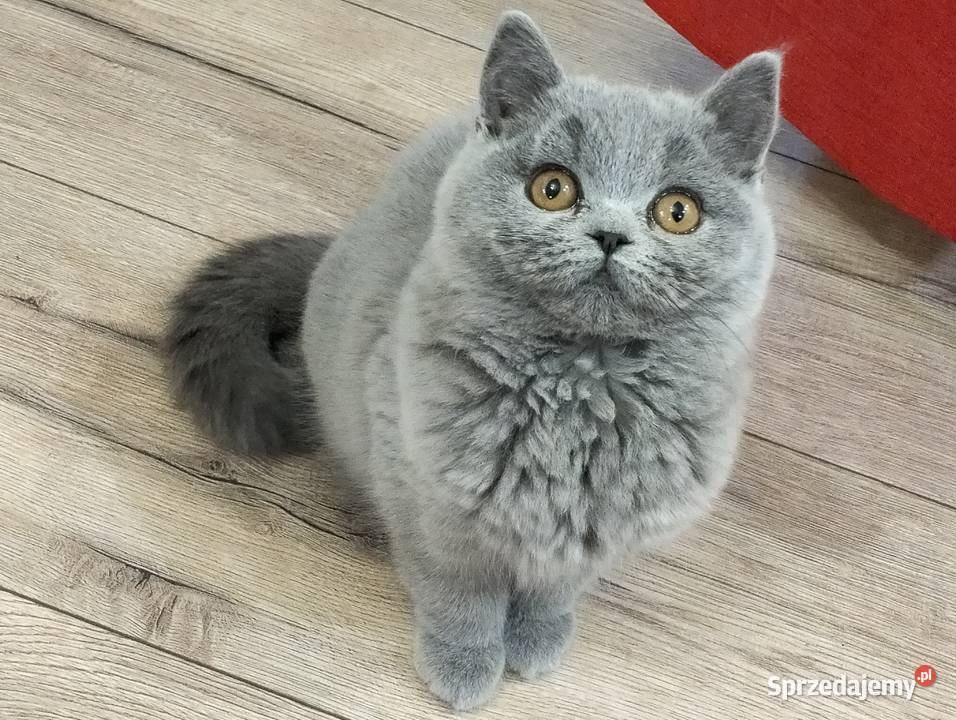 Śliczna koteczka Zuri Rodowód Międzynarodowy Łódź