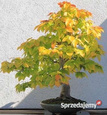 DRZEWKO BONSAI nasiona 100 Opole