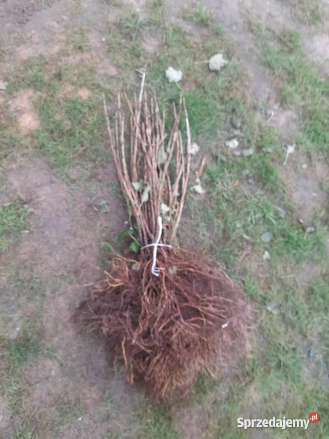 Porzeczka czarna czerwona Puławy sprzedam