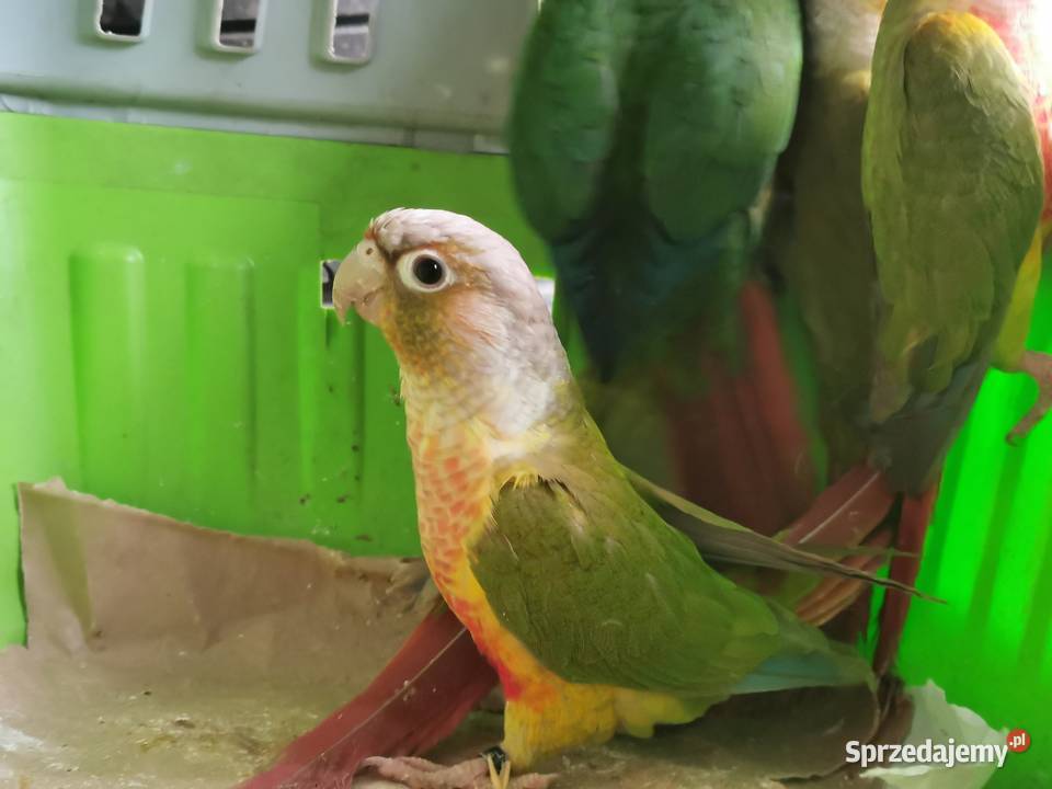 Rudosterka Rudisterki Pineaple Rozne Poznań