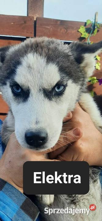 Syberiany husky Reda