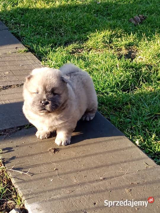 Chów chow szczeniaki Jasienica Dolna