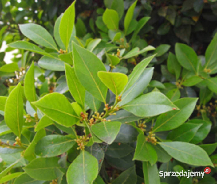 WAWRZYN SZLACHETNY Laurus nobilis NASIONA 18 kujawsko-pomorskie Lubanie