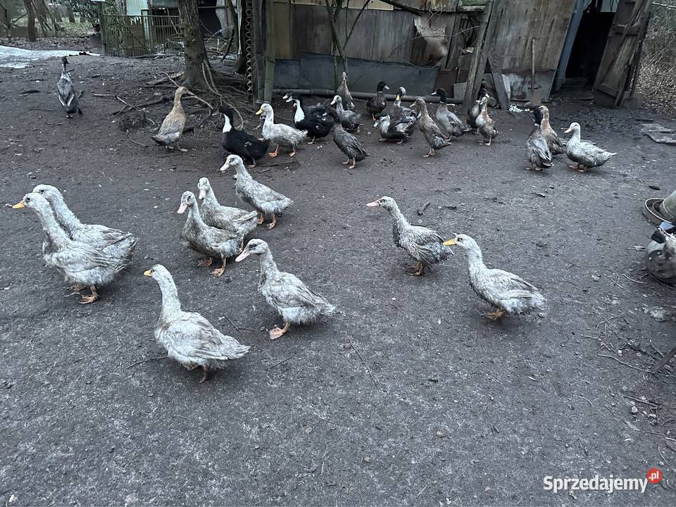 Kaczki biegusy staropolskie mulardy