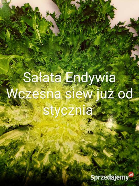 Sałata cykorię Świata siew już stycznia Nasiona małopolskie Kraków