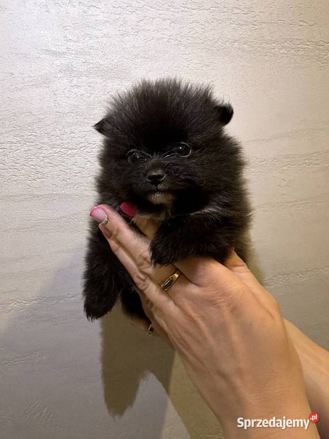 Pomeranian śliczne szczeniaczki Zduńska Wola