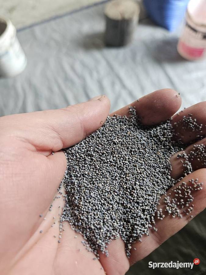 Mak Konsumpcyjny Niebieski Polski zbiór 2024 Zakrzew