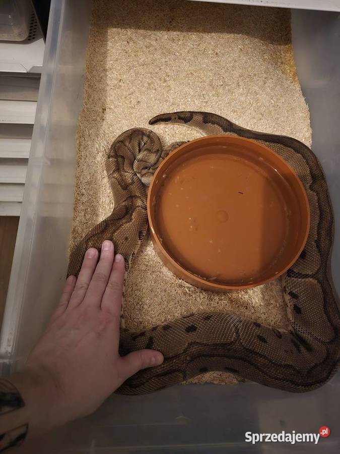 Wąż pyton królewski python regius samica dorosła