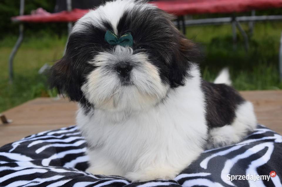 Shih Tzu pies szczeniak cudowny kolor Kluczbork