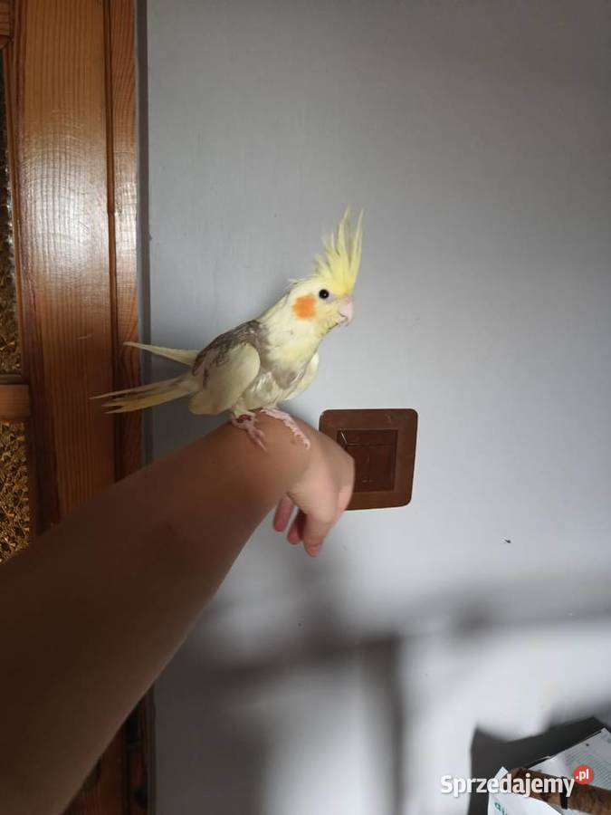 Papugi nimfy ręcznie karmione małopolskie Bochnia