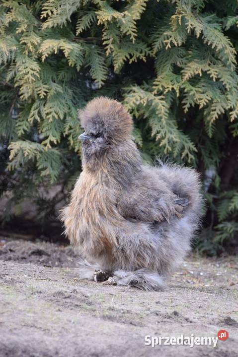 Jajka lęgowe silki usa mazowieckie Łochów
