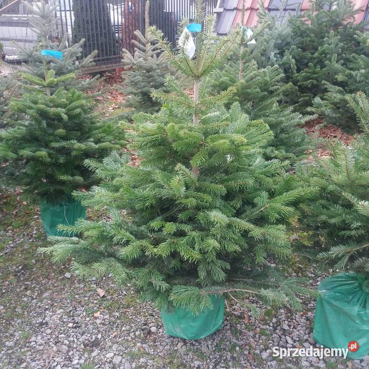 Choinka żywa choinki Jodła Kaukaska Wrocław Rośliny sprzedam
