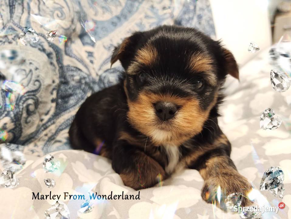 Marley YORK Black And Tan Piękny piesek Rodowód Wrocław