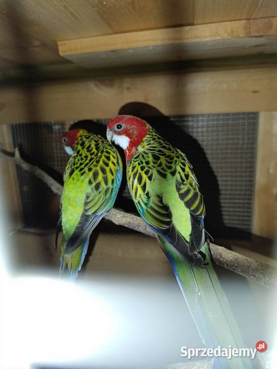 Papugi Rozelle Ptaki
