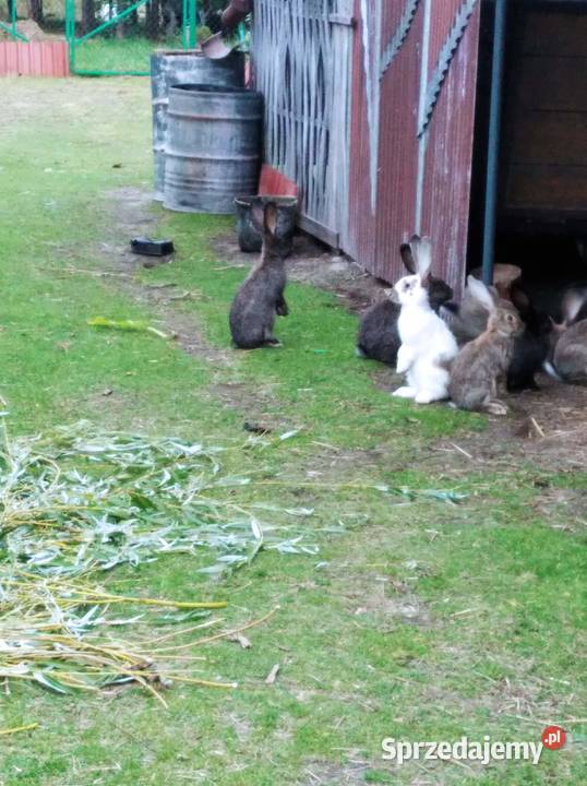 Agroturystyka noclegi Hedwiżyn Biłgoraj Pozostałe sprzedam
