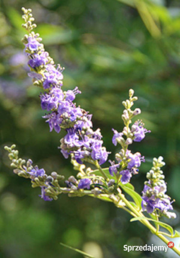 WITEKS Vitex negundo sadzonki w doniczkach Liściaste