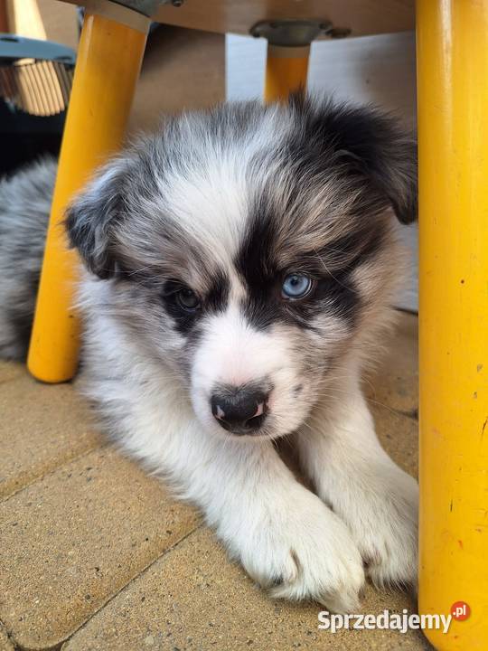 Sprzedam pieski Border Collie FCI Pozostałe Dydnia