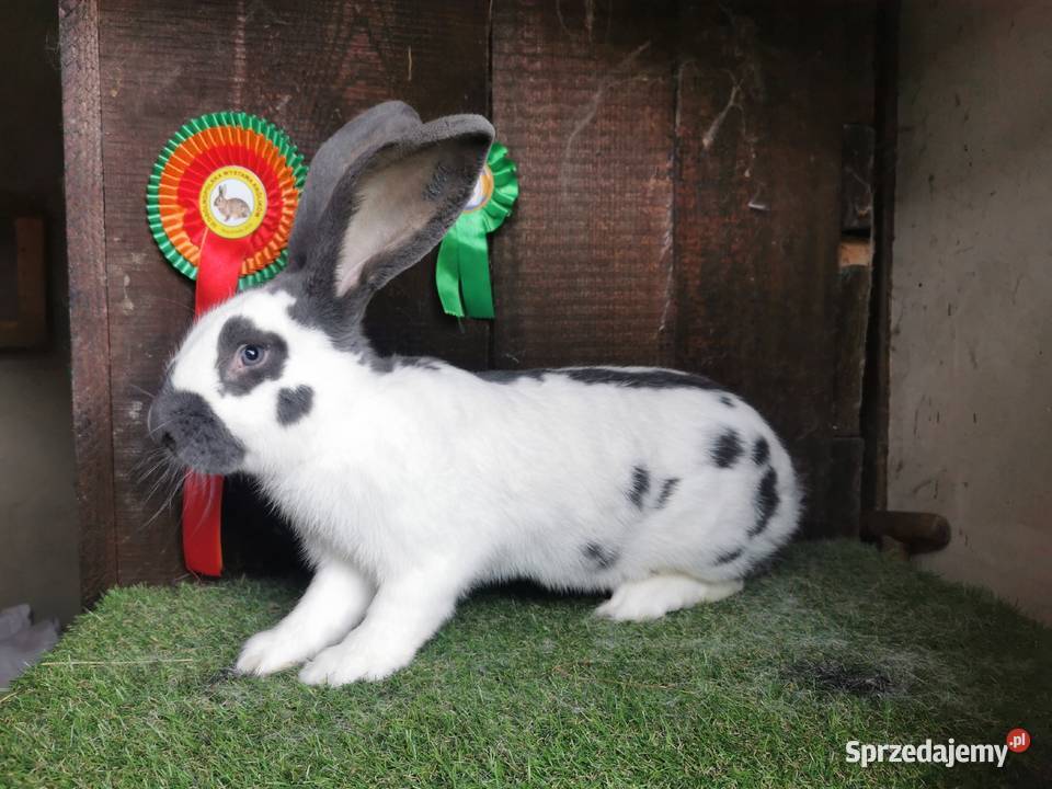 Wysyłka Srokacz Rodowód Olbrzym Srokacz Jarosław