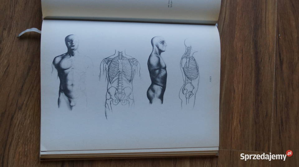 Jeno Barcsay Anatomia artysty 1988 twarda wielkopolskie