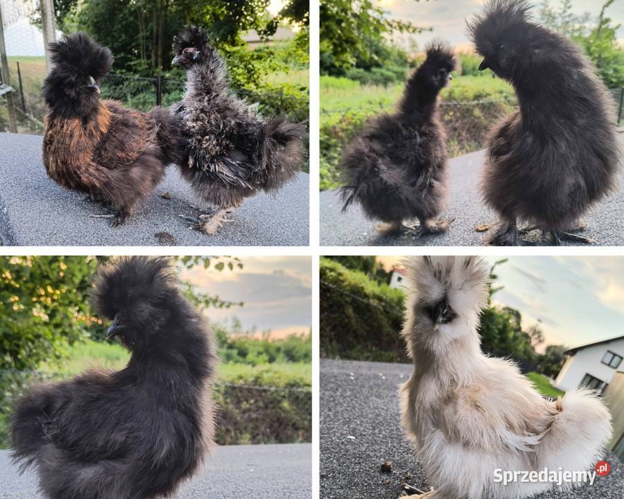 Silki USA młode kura kury kogut silka kurczęta Lubaczów sprzedam