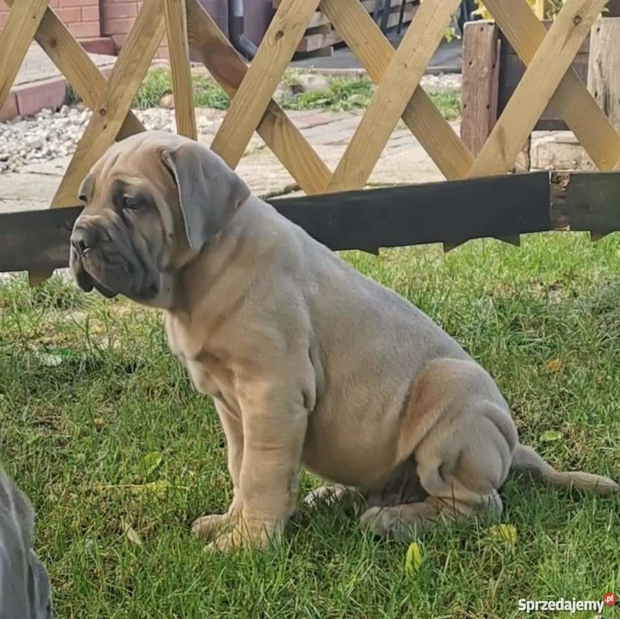 SZCZENIĘTA CANE CORSO lubelskie Puławy