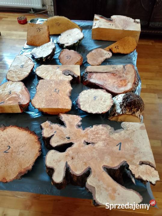 Czeczot topola klon akacja kasztan Pozostałe Nowy Tomyśl