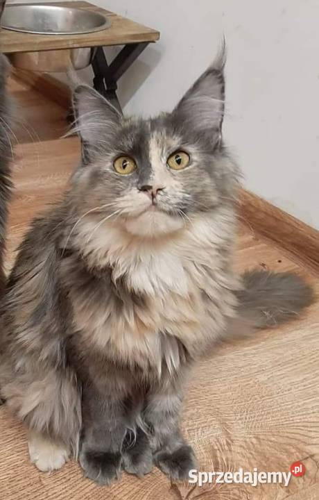 Maine Coon 8 miesieczne rodzenstwo szuka domku sprzedam