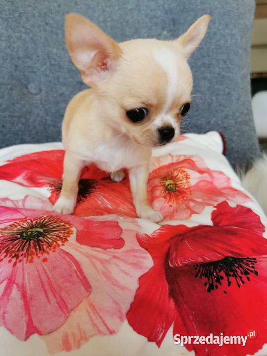 Cudny mini chłopczyk ZKwP FCI