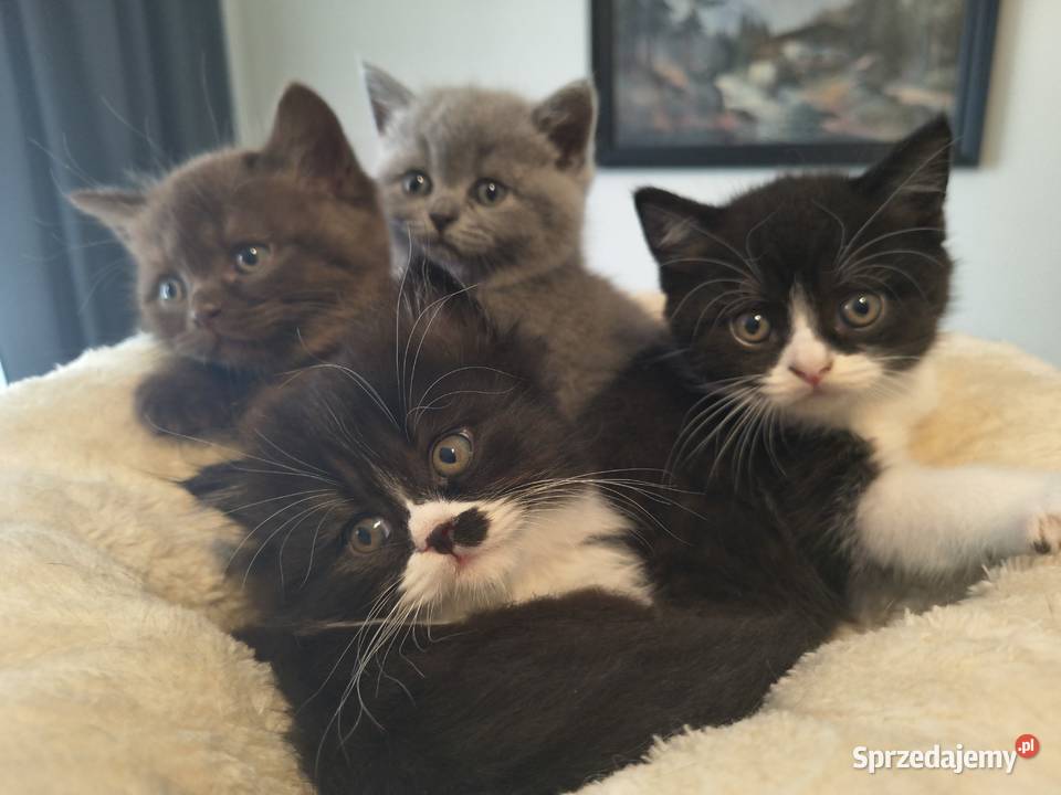 Kocurek brytyjski z reklamy Felixa z rodowodem Przemyśl