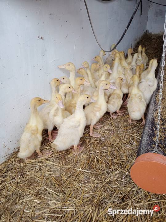 Kaczki Pekin 3 tyg Ładna