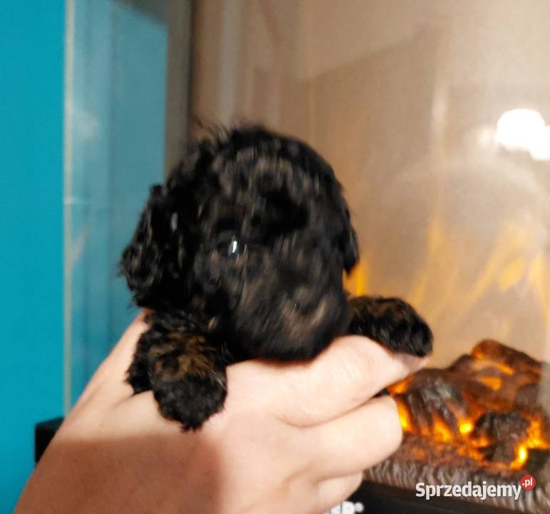 Pudel toy suczka phantom Wyszków