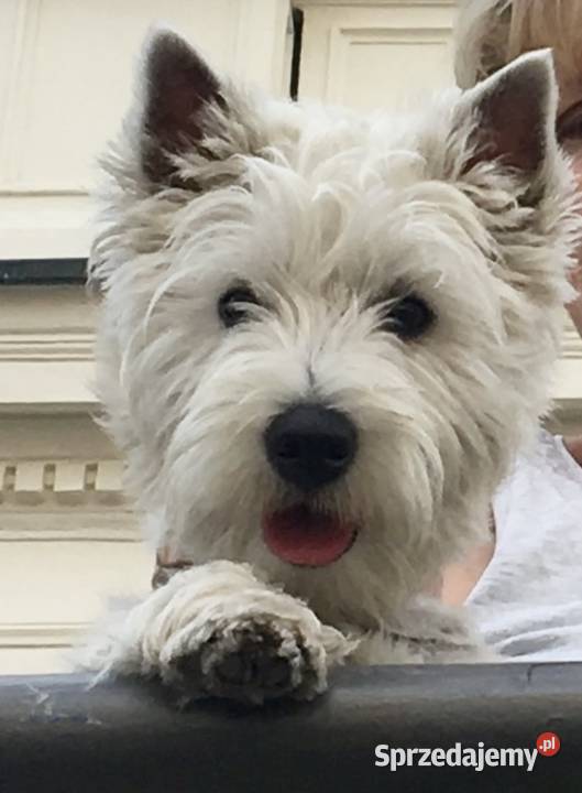 West Highland White Terrier szczenięta ZKwP a i Łódź