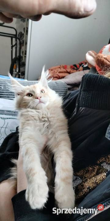 Maine Coon odbiór już na majówkę ostanie 3 Starogard Gdański sprzedam