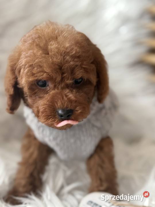 Pudel Toy red Pozostałe