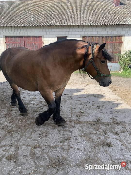 Sprzedam klacz Waniewo sprzedam