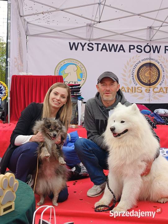 Samoyed reproduktor Olszówka sprzedam