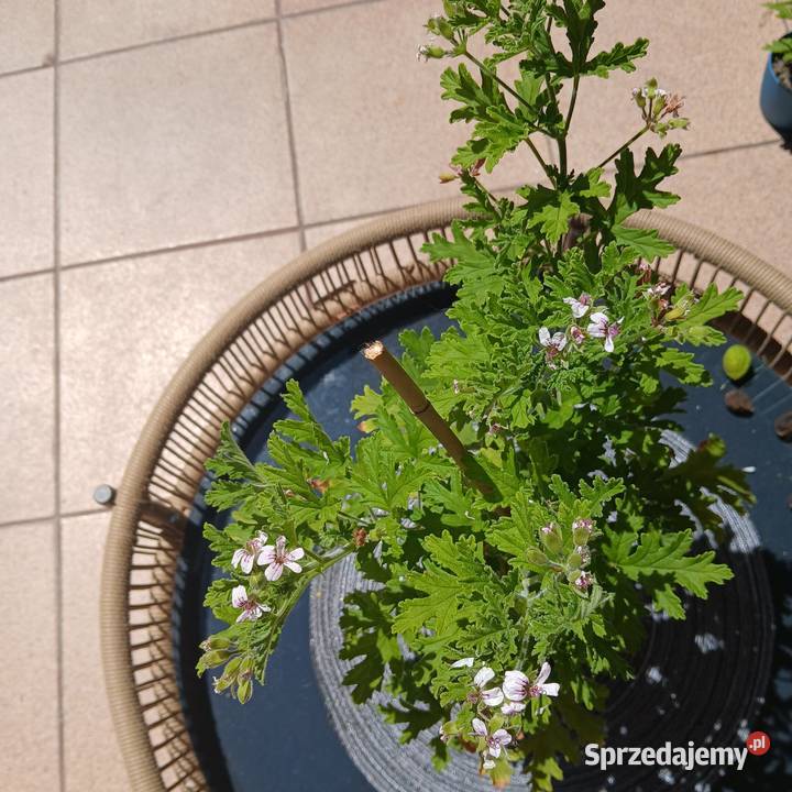 Anginka Geranium Roślina domowa kwitnie zielony Dom i Ogród