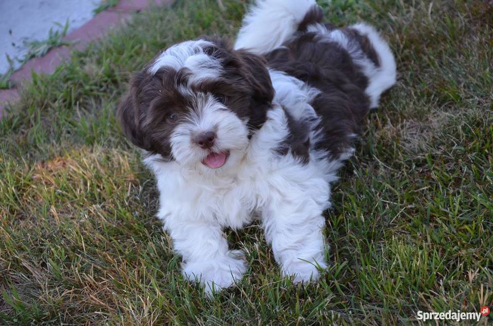 HAWAŃCZYK suczka Otelia w oryginalnym kolorze