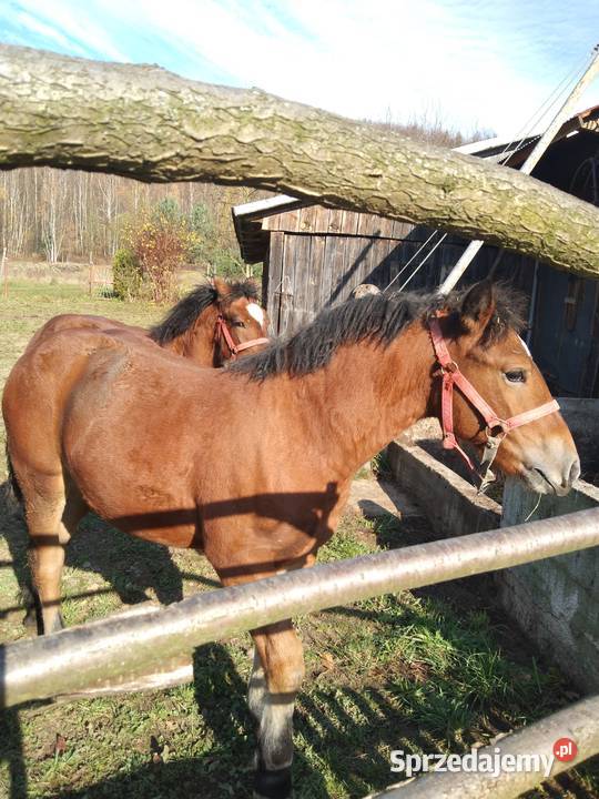 Sprzedam źrebicę i ogierka Gogołów