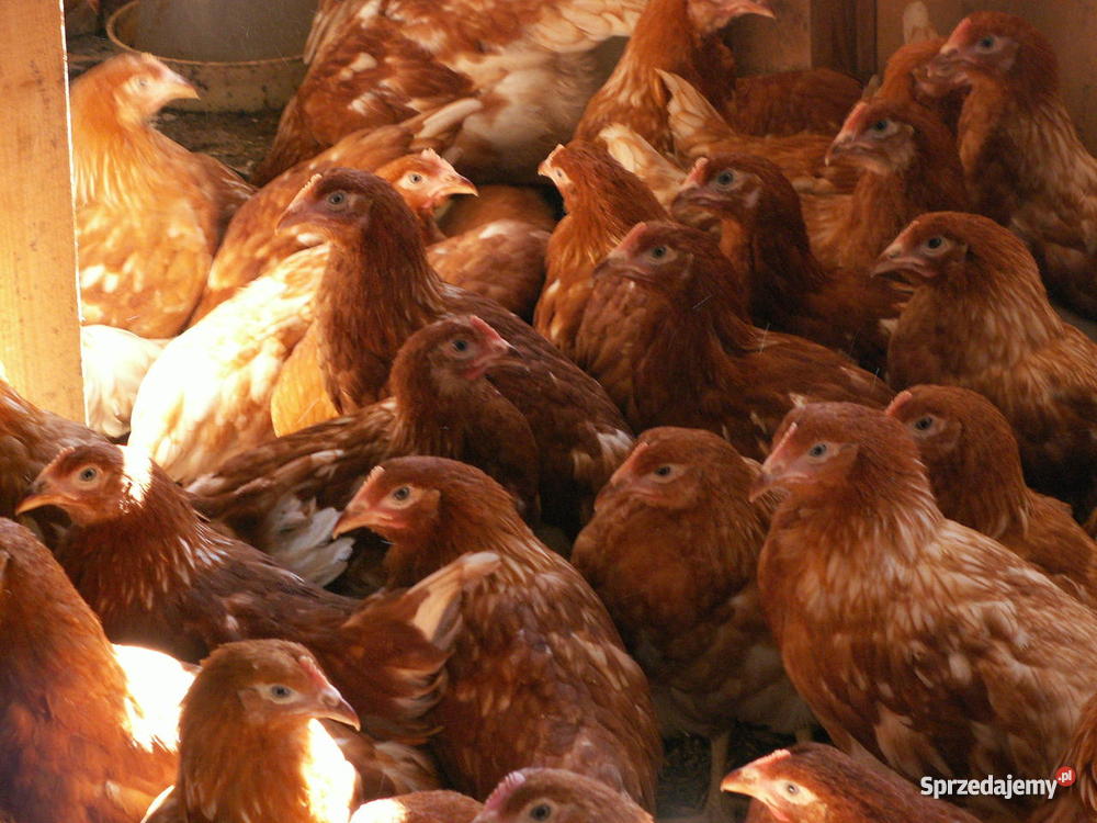 Kury Nioski Pozostałe mazowieckie Warszawa