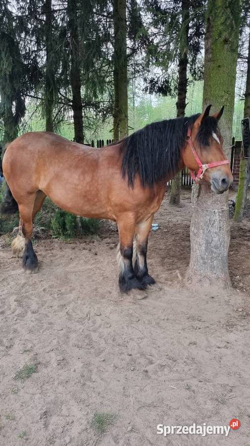 Sprzeda klacz zimnokrwiste Lipsko